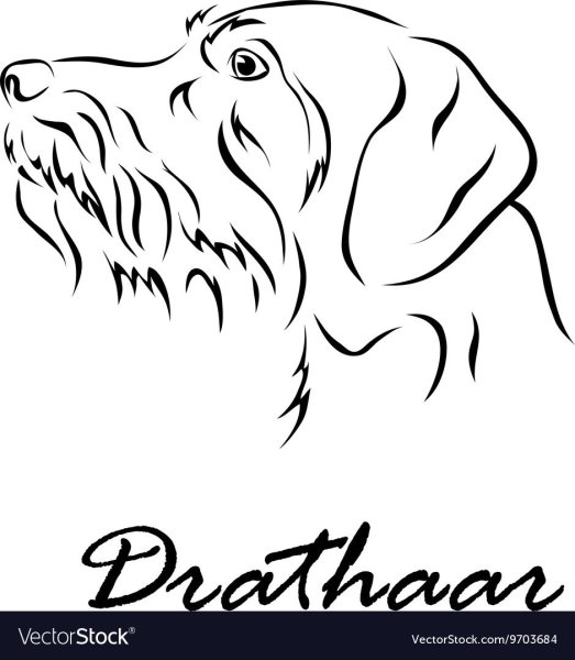 Силуэты собаки дратхаар