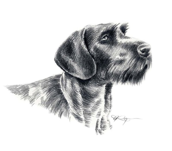 Дратхаар для гравировки