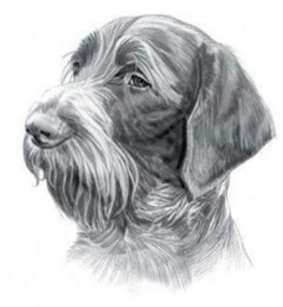 Дратхаар карандашом