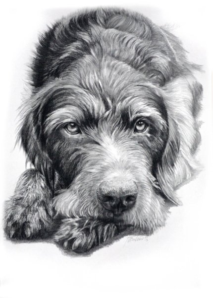 Картина собаки