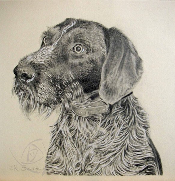 Дратхаар гравюра