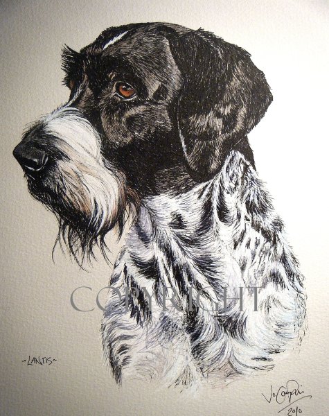 Дратхаар портрет