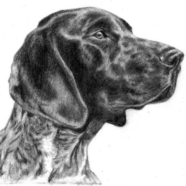 Немецкий Пойнтер Курцхаар (немецкая короткошёрстная легавая)