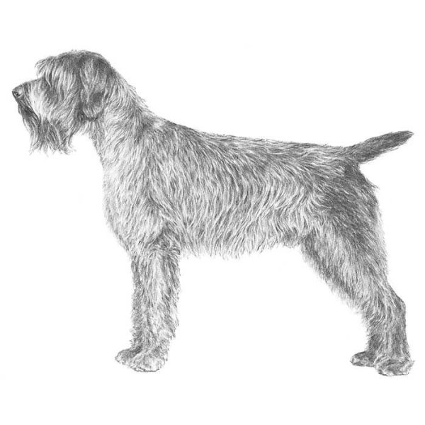 Жесткошерстный универсал — дратхаар