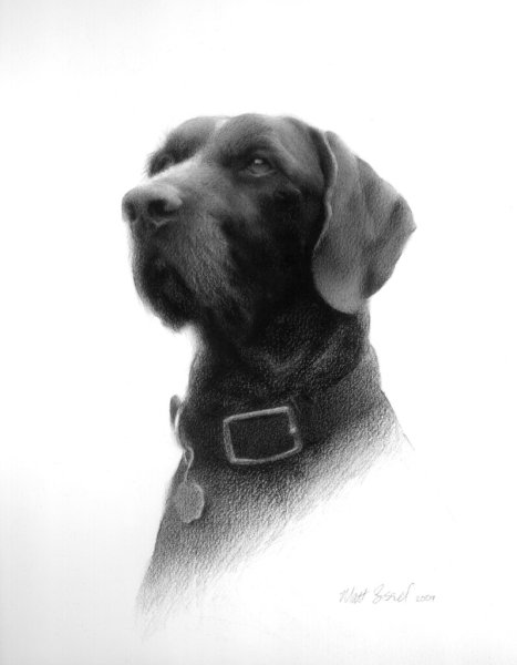 Дратхаар рисунок