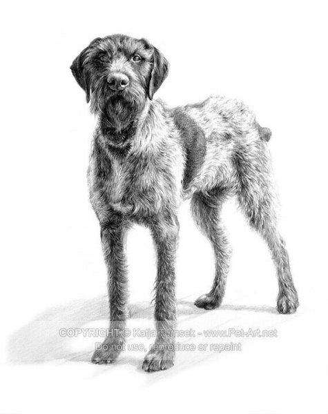 Дратхаар собака рисунок