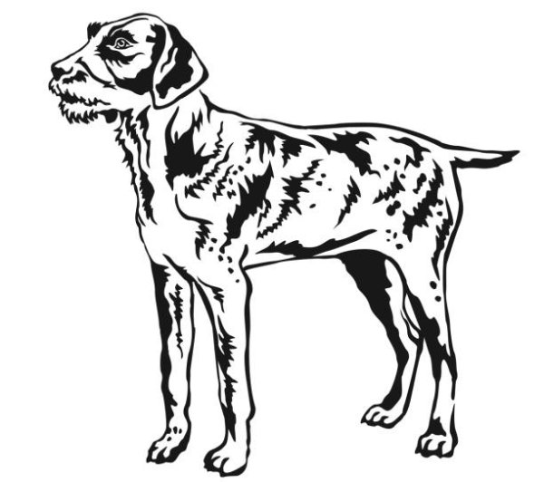 Дратхаар вектор