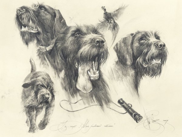 Жесткошерстная такса на охоте