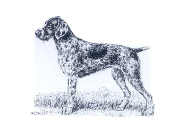 Стандарт хвост дратхаар