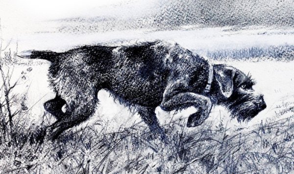 Дратхаар гравюра