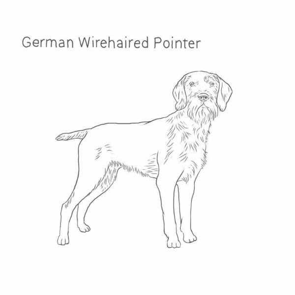 Дратхаар собака рисунок