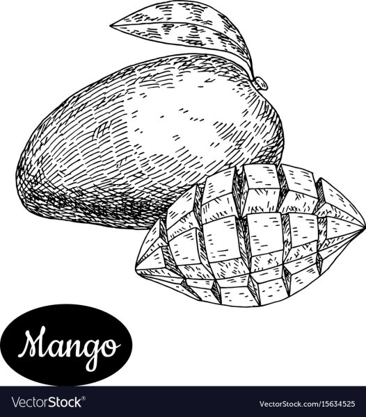 Манго иллюстрации скетч