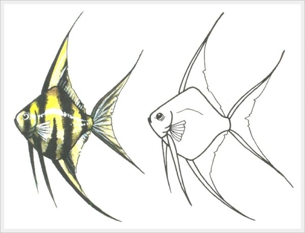 Рыбка карандашом