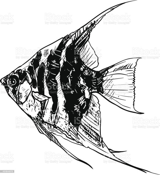 Скалярия Графика