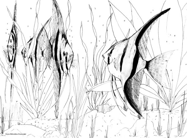 Скалярия раскраска для детей