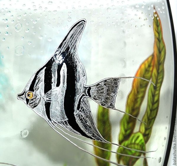 Скалярии аквариумные рыбки