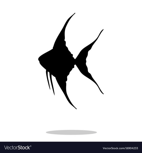 Скалярия силуэт