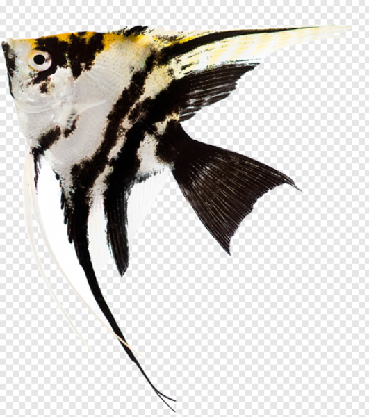 Скалярии на белом фоне