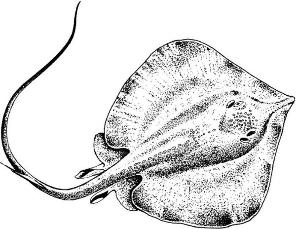 Речной Скат паратригон