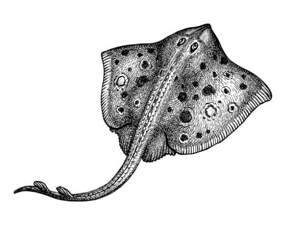 Скат набросок