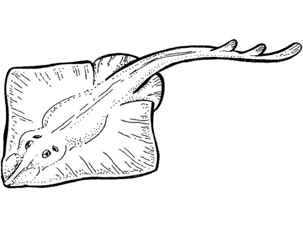 Скат хвостокол раскраска