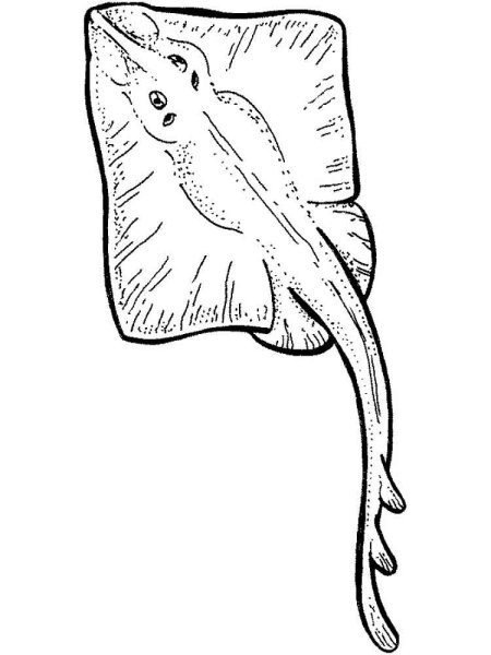 Скат раскраска