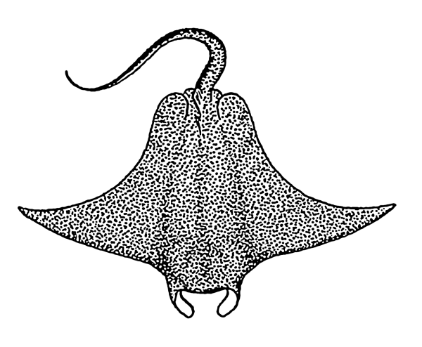 Скат рисунок