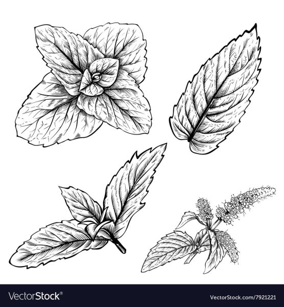 Мята перечная Графика