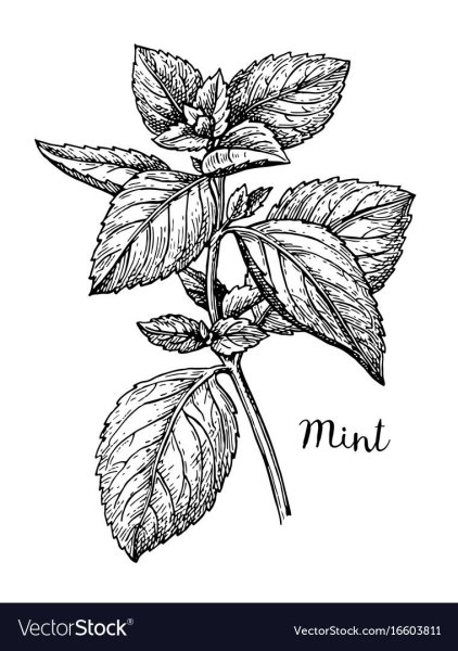 Мята перечная черно белый