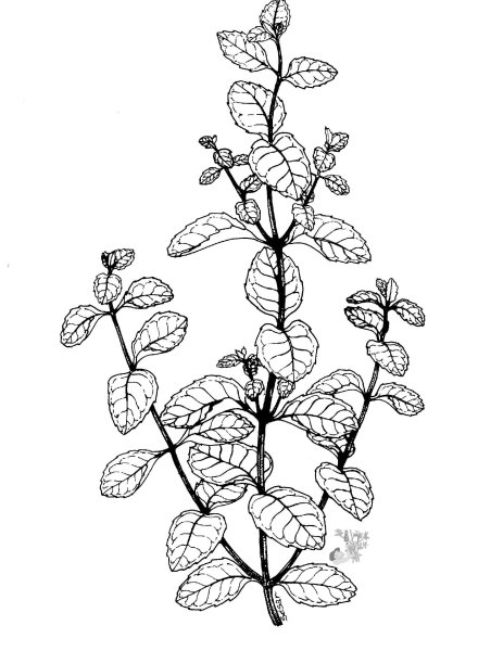Мята перечная рисунок