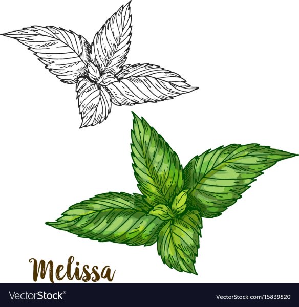 Мелисса вектор