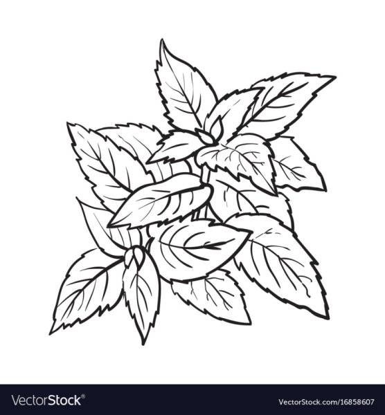 Мята перечная черно белый