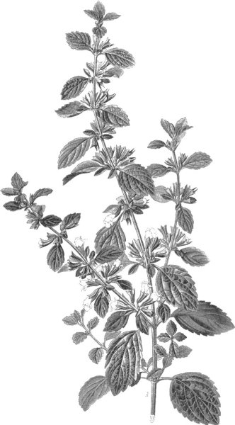 Мелисса лекарственная корневища