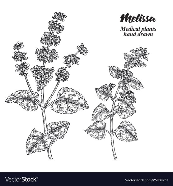 Раскраска лекарственные растения Мелисса