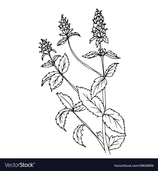 Лекарственные растения раскраска мята