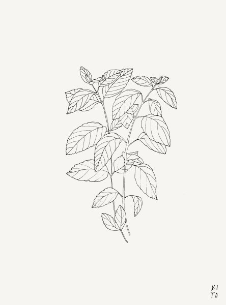 Мята перечная раскраска для детей