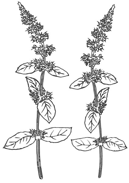 Мята перечная растение