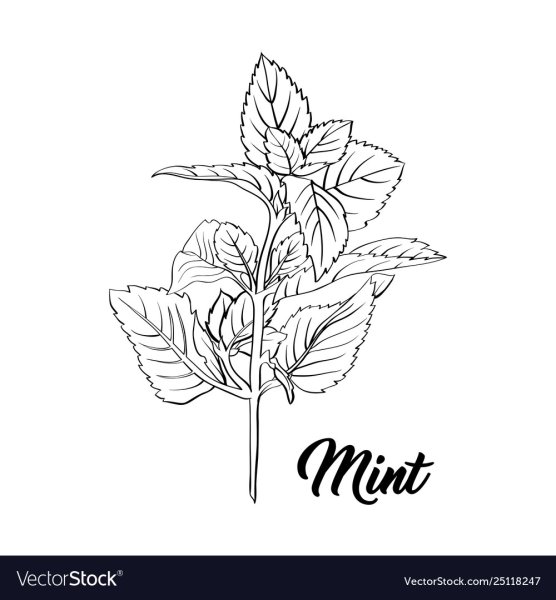 Веточка мяты