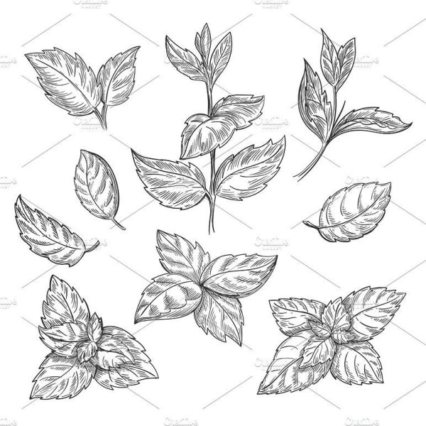 Мята раскраска