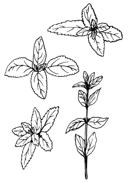 Мята перечная строение