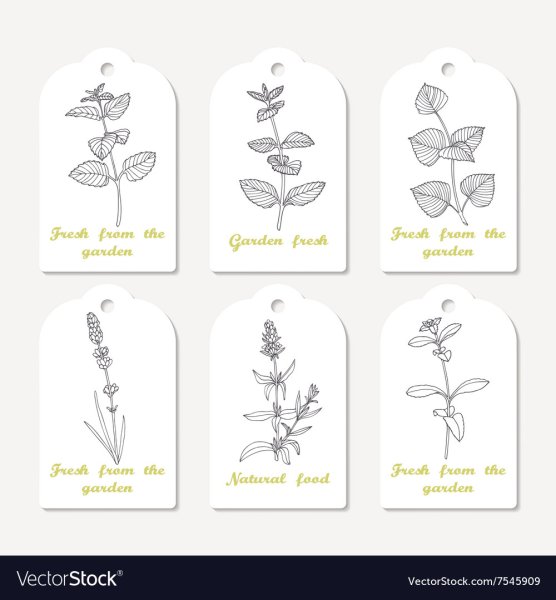 Мелисса эскиз