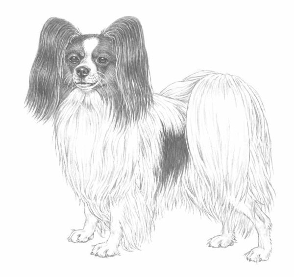 Порода Папильон svg