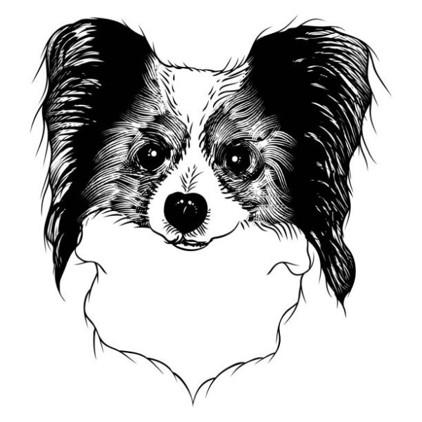 Силуэт папийона