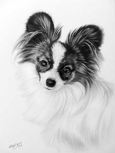 Папильон собака рисунок