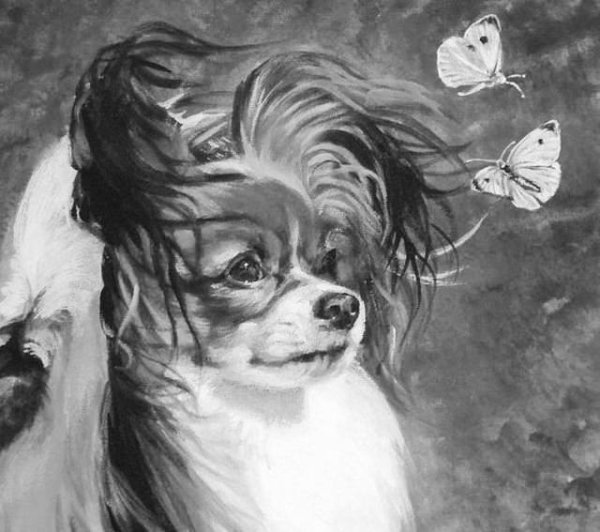 Папийон рисунок