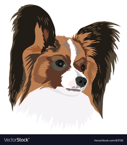 Папийон вектор