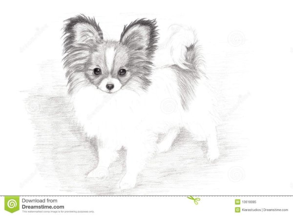 Раскраска Папильон щенок