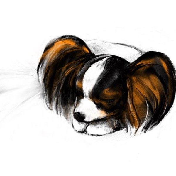 Папильон мультяшный