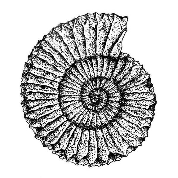 Аммонит тату