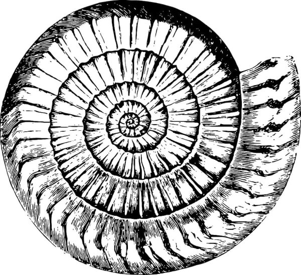 Аммониты изображения